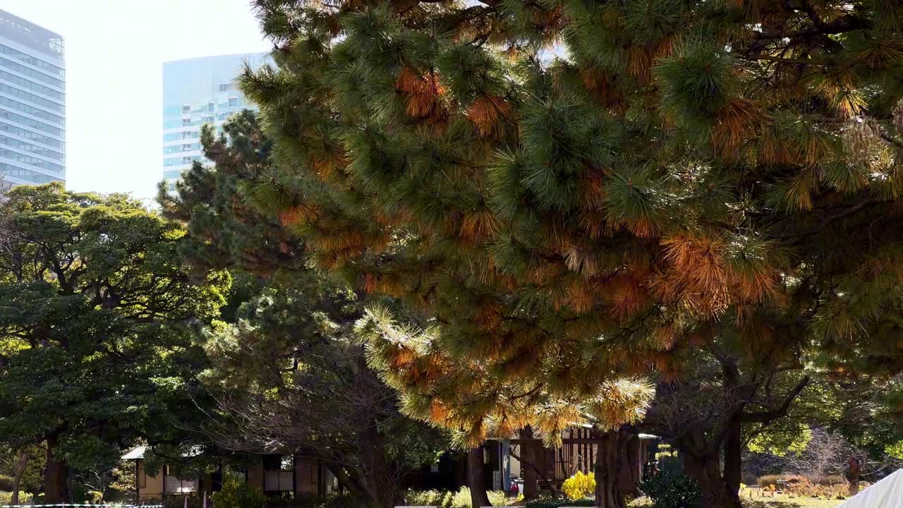 빛 속의 소나무와 도시 스카이라인을 특징으로 하는 하마 릭유 정원의 조용한 풍경