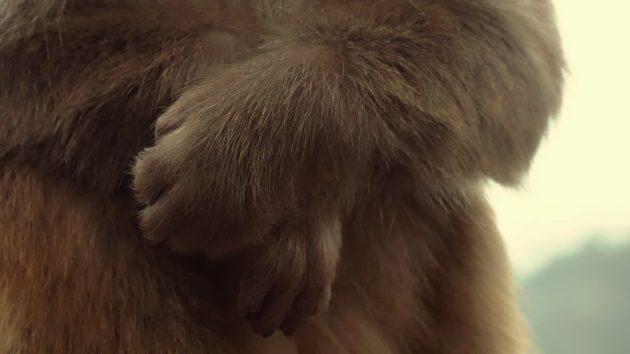 Wildlife Detail of Macaque Hands and Hair