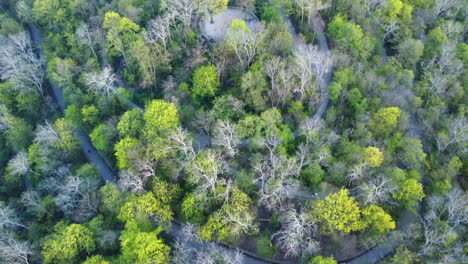 tree canopies in springtime in city park, aerial high angle frame fill