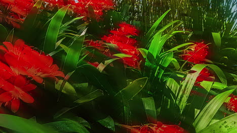 Close-up-shot-of-beautiful-red-flowers-in-full-bloom-in-a-garden-on-a-sunny-day