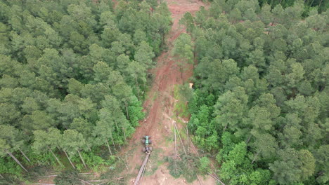 tiro de drone de árboles siendo talados por leñadores