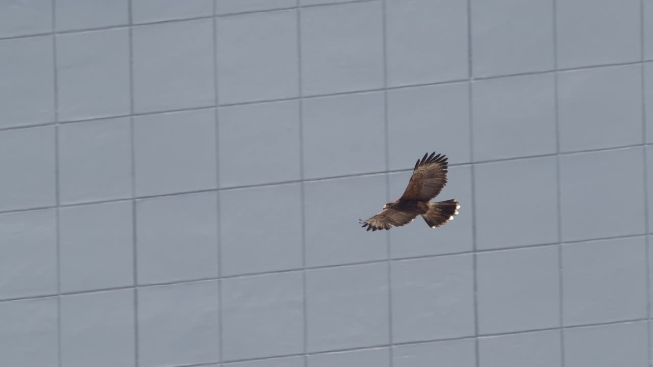 harris hawk vuela frente al edificio urbano en cámara lenta mientras vemos el acristalamiento estructural