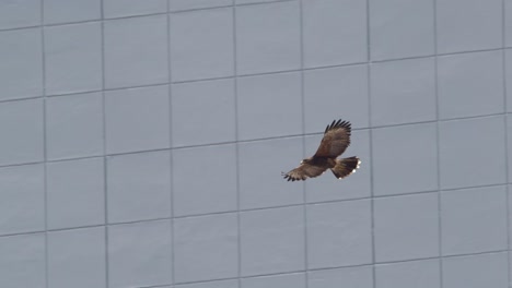 Harris-Hawk-Flies-in-front-of-the-Urban-building-in-slow-motion-as-we-see-the-structural-glazing