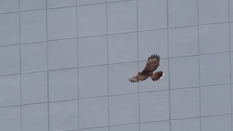 harris hawk flies in front of the urban building in slow motion as we see the structural glazing