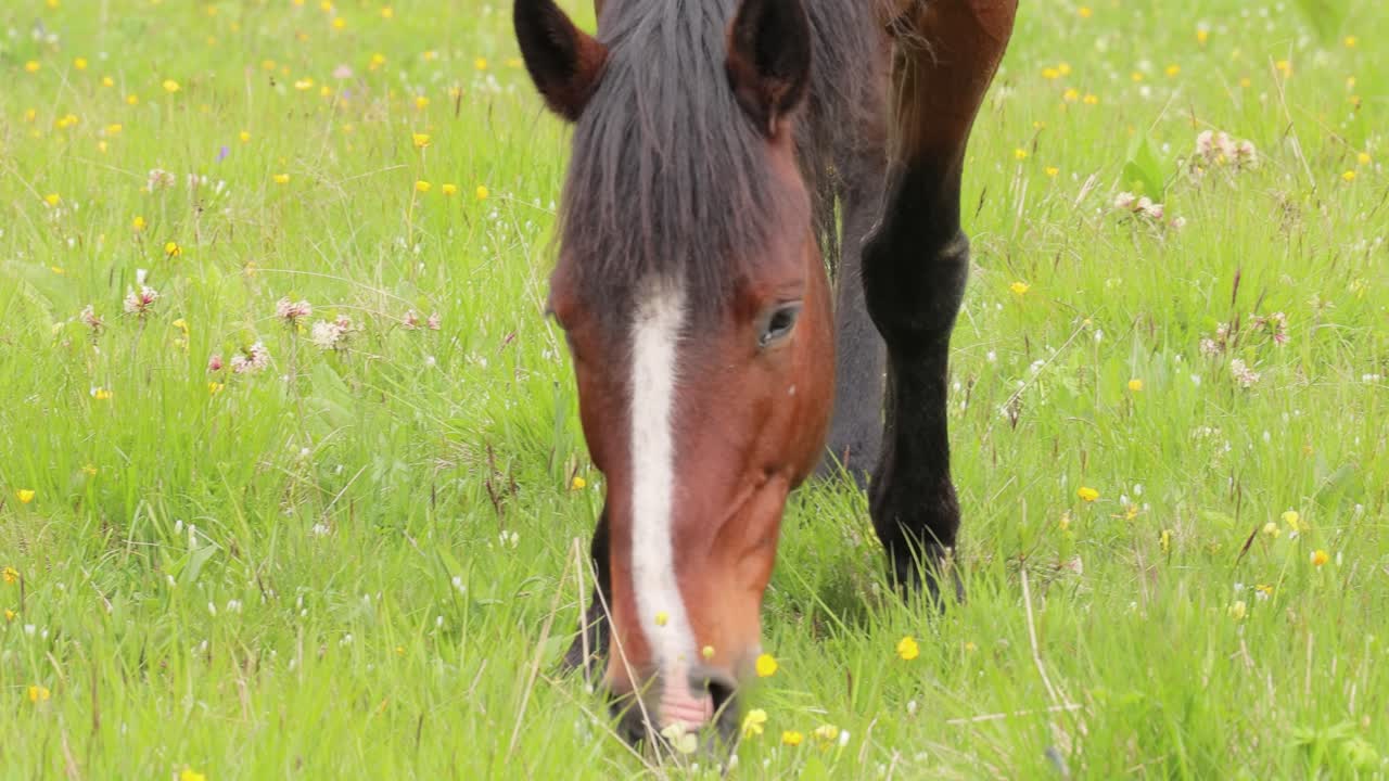 caballos pastando en un prado verde en un paisaje de montaña.