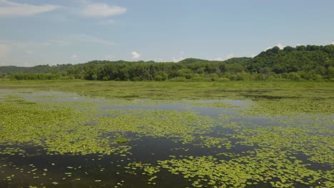 Seerosen-Wachsen-Im-Süßwasserteich-Mit-Grünem-Wald-Im-Hintergrund