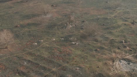 Drone-aerial,-Small-Springbok-antelope-herd-walking-in-burnt-veld-in-the-wild