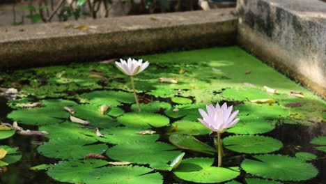 time-lapse of water lilies opening in a pond