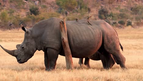 Exceptionally-large-White-Rhino-using-a-rubbing-post-at-sunset,-in-the-African-wilderness