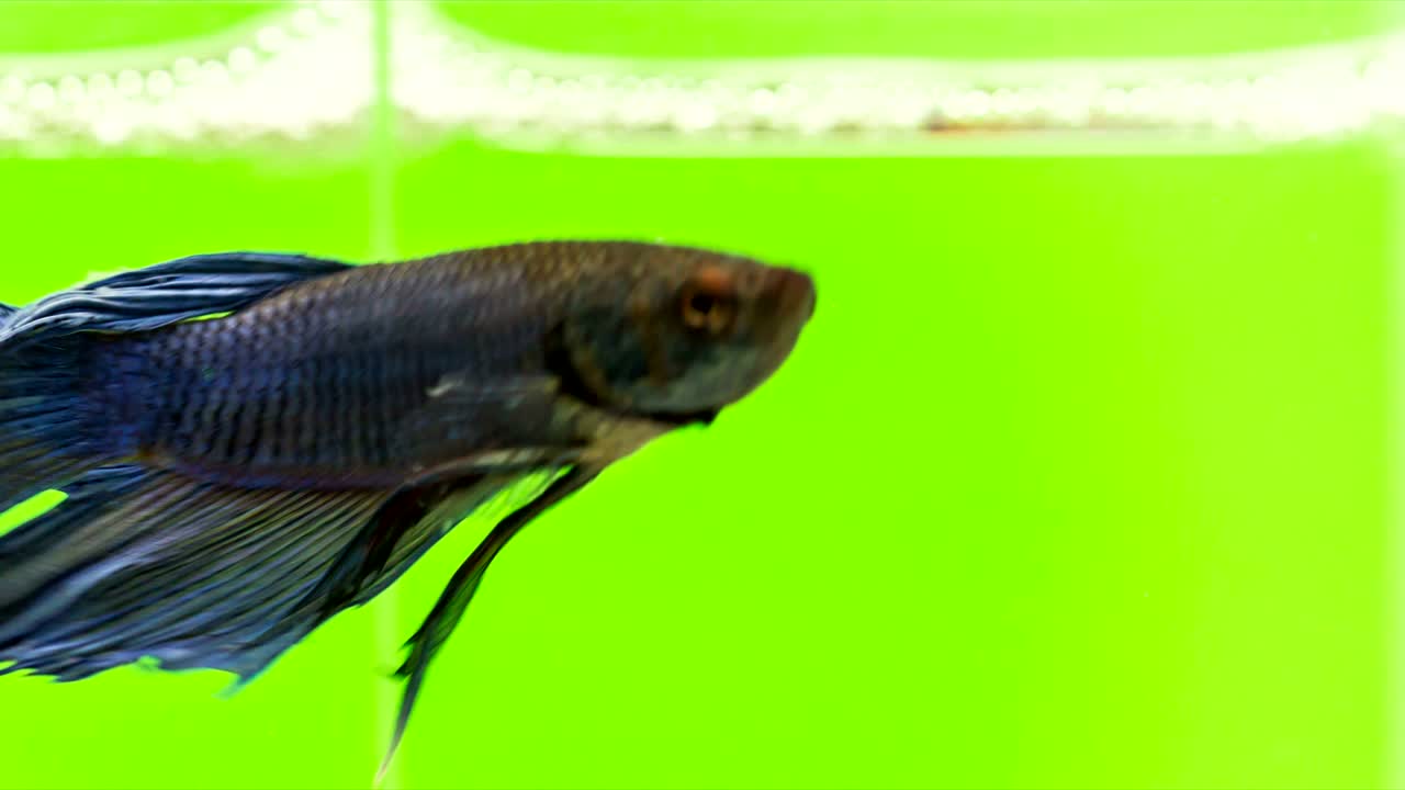 Pesce combattente siamese in azione, Video macro, Riprese RAW, Risoluzione 4K, 23.976 FPS. Il movimento è aggressivo, veloce e fluido, pinna e coda bellissime, blu-verde iridescente chiaro, colore verde chroma key.