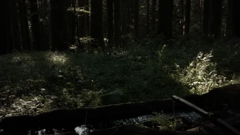 manantial de agua potable en el bosque profundo pacífico