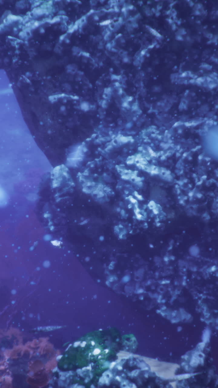 Underwater landscape showcasing vibrant marine life and rocky formations