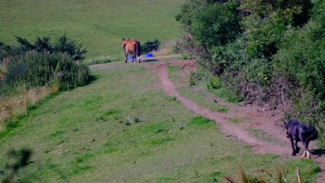 Dos-Caballos-Caminando-Y-Alimentándose-En-Un-Campo-Verde-Montañoso