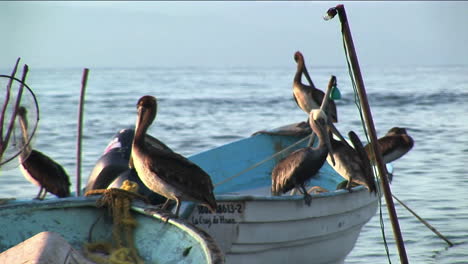 seis pelícanos se paran en dos botes de remos flotando en el agua