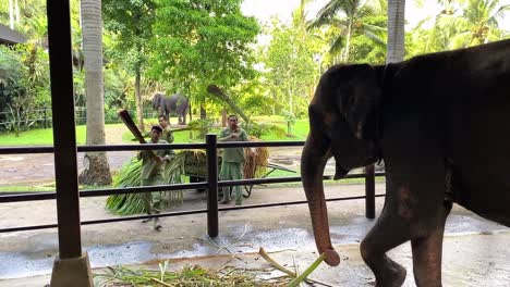 elephant at a sanctuary in bali eating food. zoo keepers throw food over fence.