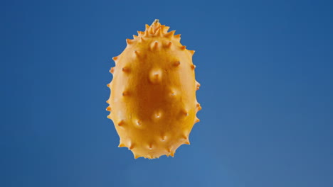 levitating horned melon spinning in mid-air against a blue studio background