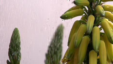 Fruta-De-Aloe-En-Cámara-Lenta