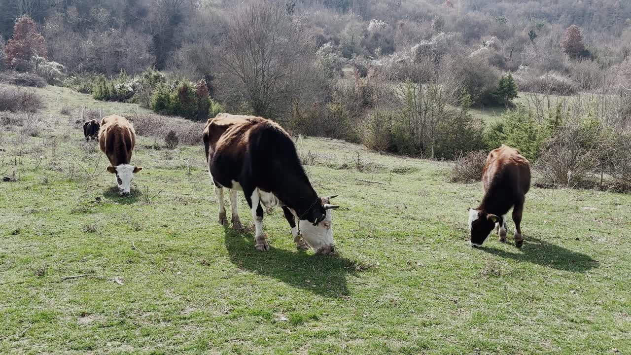 Cows grazing peacefully in a rural field surrounded by hills and trees on a calm spring day. A serene scene capturing farm life, agriculture, and nature in harmony.