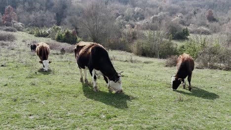 cows grazing peacefully in a rural field surrounded by hills and trees on a calm spring day. a serene scene capturing farm life, agriculture, and nature in harmony.