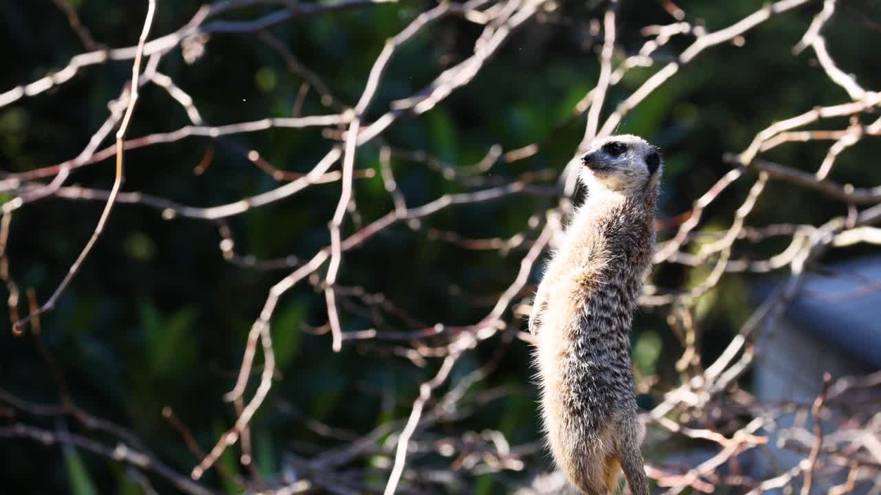나무 가지 를 오르는 수리카트