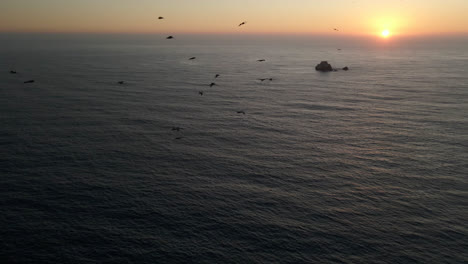 Espectacular-Escena-De-Vida-Silvestre-En-La-Costa-Del-Pacífico-Durante-La-Puesta-De-Sol-En-El-Norte-De-Baja-California-En-México,-América-Del-Norte.