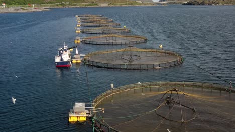 aerial footage farm salmon fishing in norway