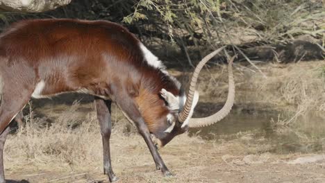 de sabelantilope is een antilope die in beboste savanne in oost- en zuid-afrika leeft