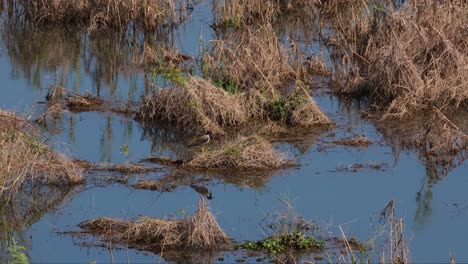 A-single-red-wattled-lapwing-is-standing-on-a-reed-bed-in-the-middle-of-the-lake-in-Beaung-Boraphet,-Nakhon-Sawan,-Thailand