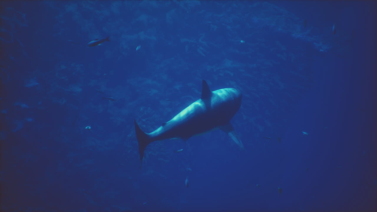 gran tiburón blanco nadando en el océano azul profundo