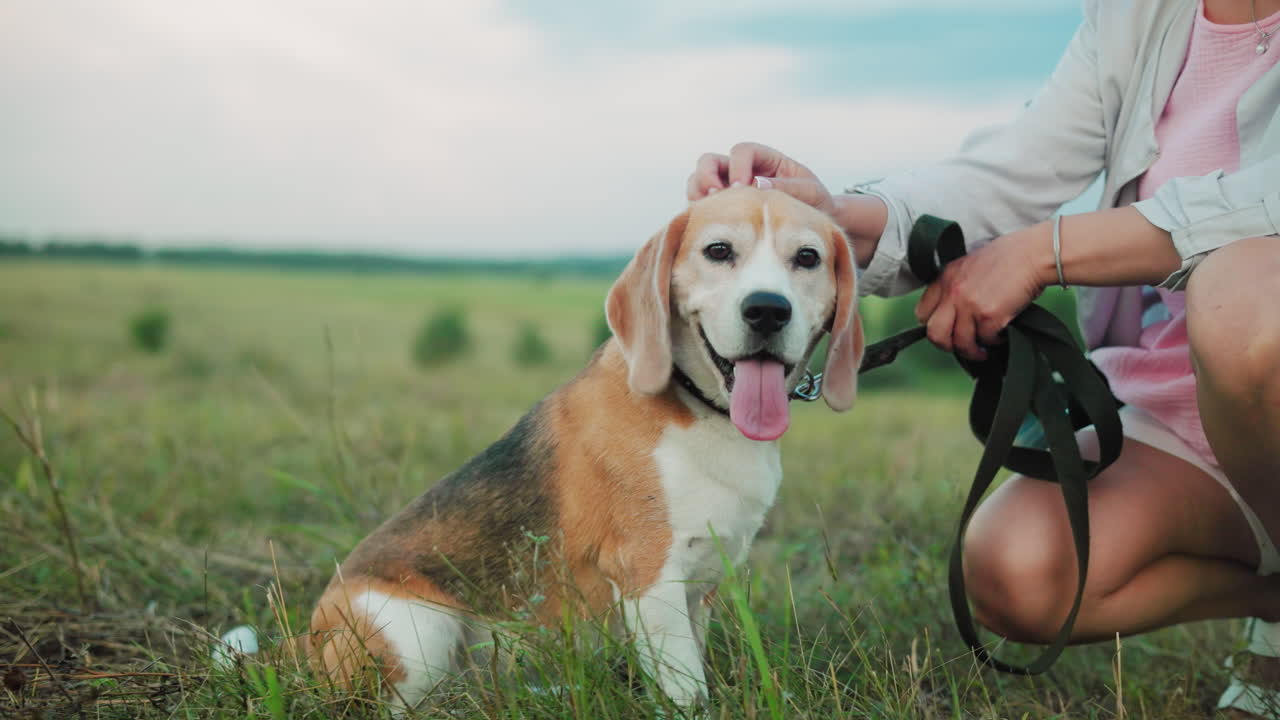 선을 입은 개 주인이 그녀의 개 근처에 앉아 있으며, 머리를 부드럽게 문지르면서 줄을 잡고 있습니다. 개는 푸른 과 나무가 있는 조용한 시골 배경에 맞춰 호기심이 니다.