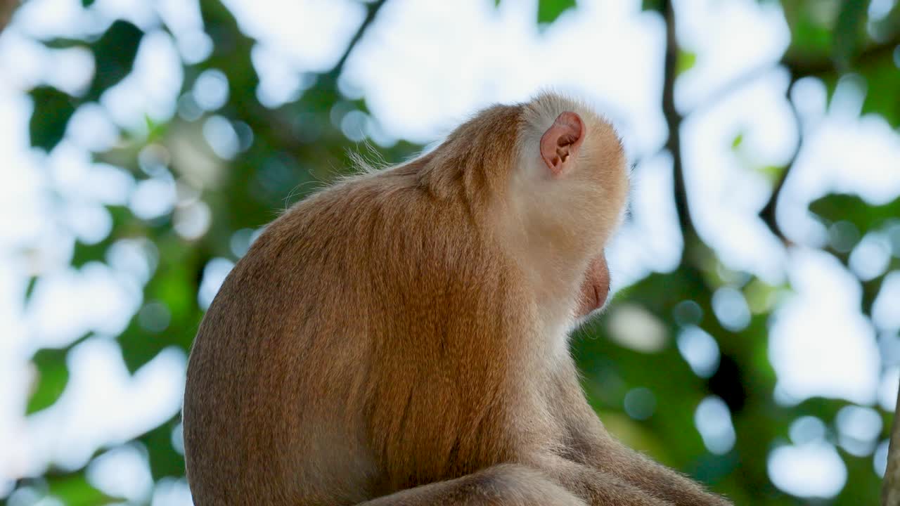 A southern pig-tailed macaque sits calmly on a tree branch in a lush Phuket forest, displaying natural behavior