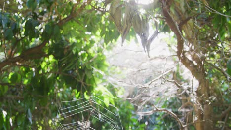 Panorámica-De-Llamarada-Solar-Desde-Hojas-Muertas-Hasta-Una-Araña-Tejedora-Orbe-Sentada-En-Medio-De-Su-Telaraña