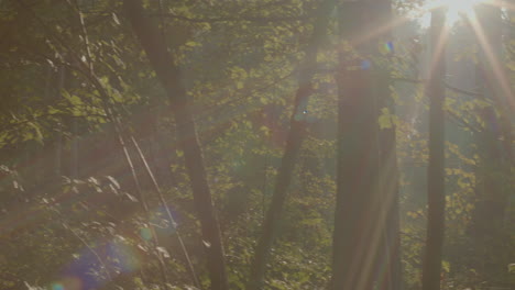 daylight in the central park around the green tress