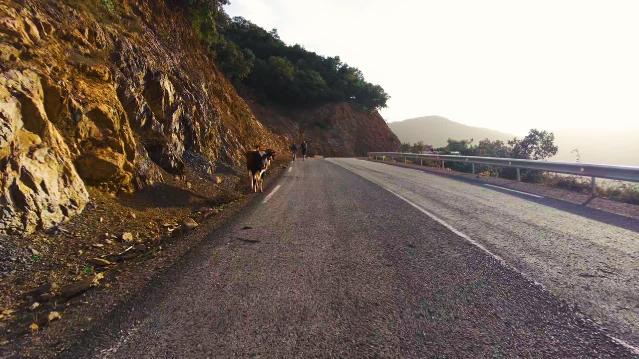 산 꼭대기 의 길  에 있는 소 들