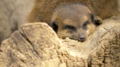 close-up of a tired meerkat sleeping on a log