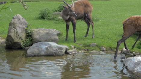 Dos-Sitatunga-Junto-Al-Estanque-En-El-Zoológico-O-Reserva-Natural