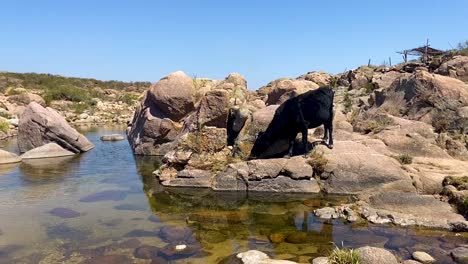 a black cow drinks from a clear rocky stream on a sunny day in a desert landscape