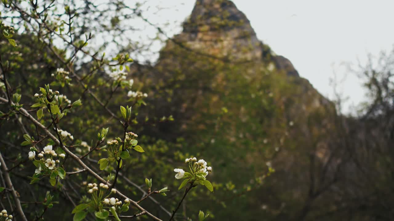 Wildflowers scattered across a forested slope shaped like a pyramid, blending soft blooms with dramatic natural geometry.