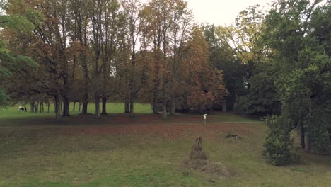 Einsame-Person-Mit-Regenschirm,-Die-Im-Herbst-In-Einem-Waldpark-Spaziert