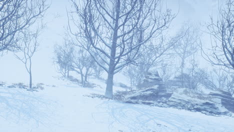 winter-deciduous-forest-on-a-foggy-morning