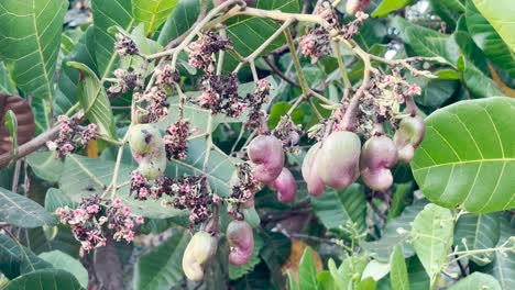 caju crudo creciendo en el árbol