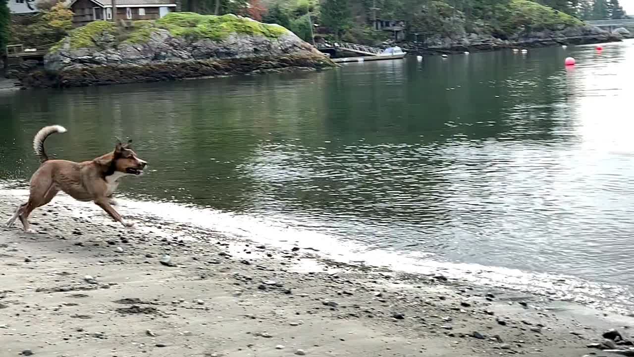 Dog Jumping into the Ocean