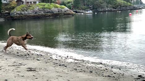 dog jumping into the ocean