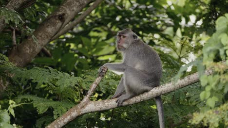 Macaco-Que-Come-Cangrejos,-Macaco-De-Cola-Larga,-Primate-Cercopithecine-Nativo-Del-Sudeste-Asiático