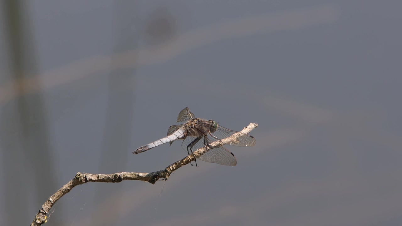 Una libellula Orthetrum cancellatum (Black-Tailed Skimmer) posata su un ramoscello ai margini di un lago. Estate. Regno Unito.