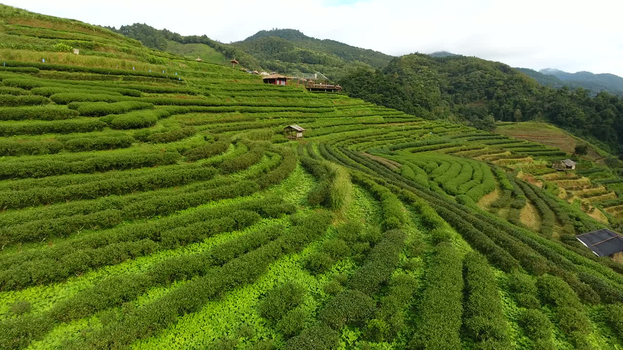 산 위의 차 농장 테라스의 공중 전망.
