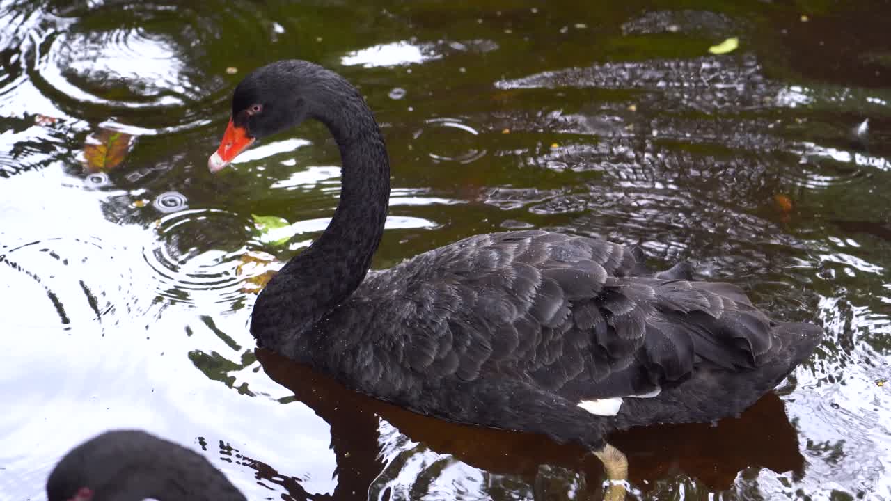 Cisne negro flutuando em um lago. O tempo estava garoando