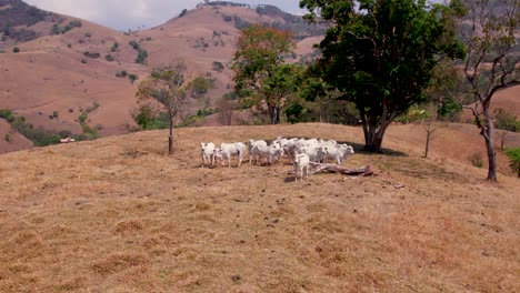 Rebaño-De-Ganado-En-La-Cima-De-Una-Colina-En-Sao-Bento-Do-Sapucai