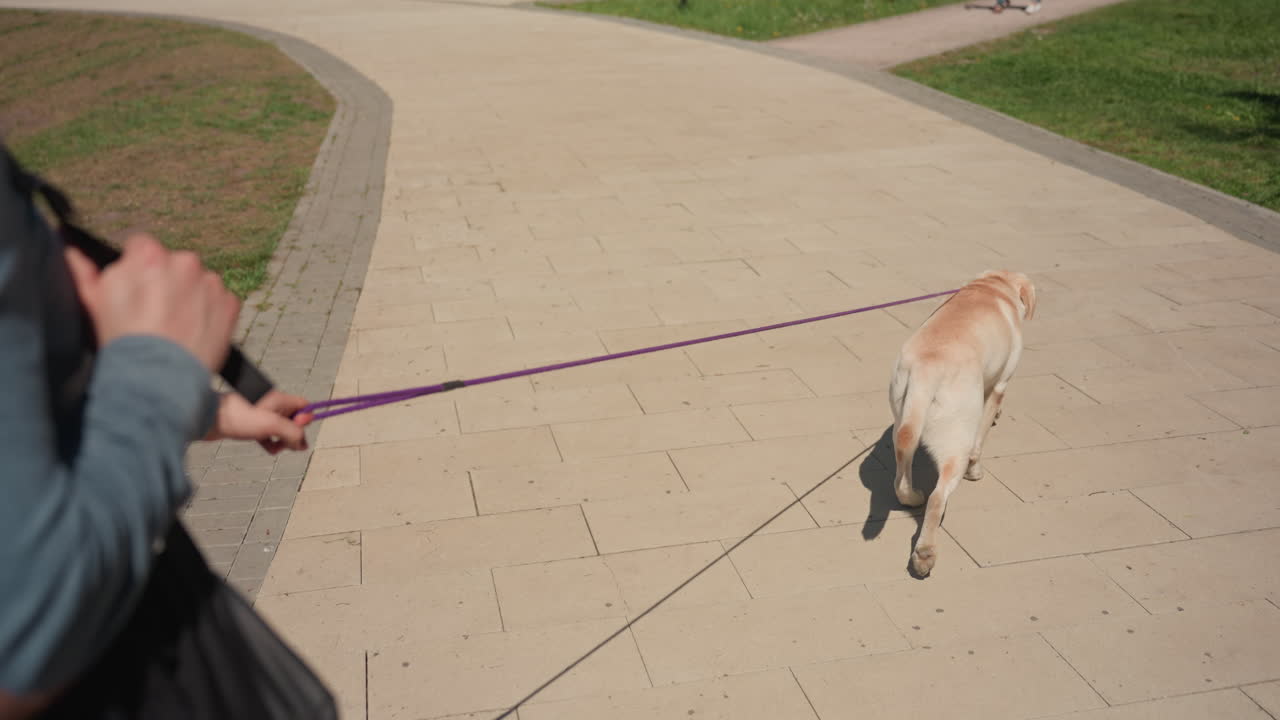 강아지가 산책로를 끌고 가는 모습, 활발한 강아지와 함께 물가를 따라 구불구불 이어지는 길, 활기 넘치는 래브라도가 목줄을 잡아당기며 연못 옆으로 굽어진 오솔길, 신이 난 강아지가 목줄을 잡아당기는 평온한 공원 산책로