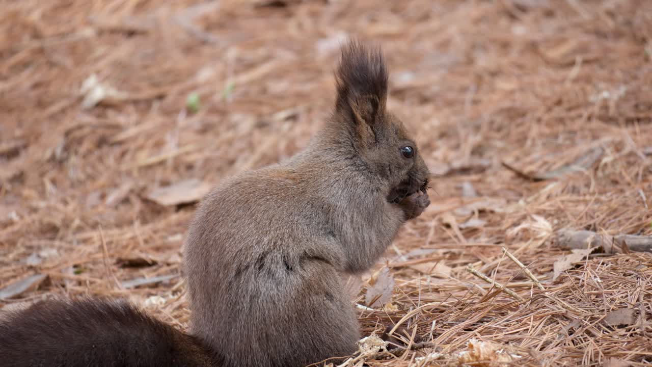 la ardilla euroasiática o la ardilla de abert come nueces y saquea el suelo